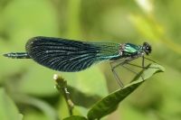 calopteryx splendens