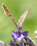 macro@lavanda