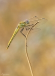 sympetrum fonscolombii femmina