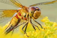 red drops Sympetrum striolatum