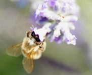 Lavanda!