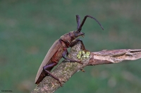 Aegosoma Scabricorne