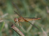 Libellula sul Delta del Po