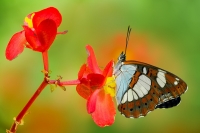 Limenitis reducta