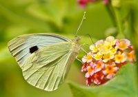farfalla p.ada3