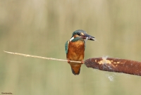 " Martino sulla....Typha "