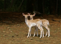 Daini cuccioli