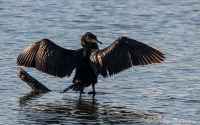 Cormorano