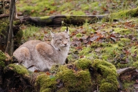 lince eurasiatica