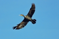 cormorano