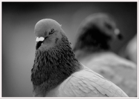 deux pigeons