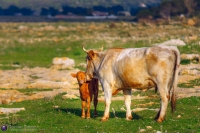 Amore di Mamma