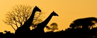Profili Africani (Giraffe allo Tsavo Est, Kenya)