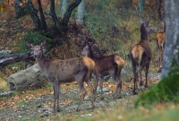 Cervi a passeggio