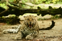 Leopardo 1r