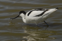 avocetta della Camargue