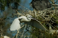 garzetta della Camargue