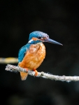 Alcedo atthis