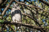 Gufo Reale di Verraux (Bubo Lacteus)