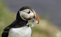 Puffin ingordo