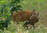 Bambi con mamma2