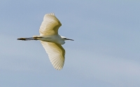 garzetta in volo