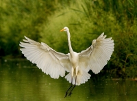 l'arrivo del bianco