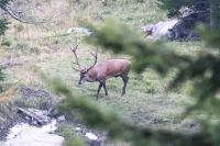 Cervo maschio Bordaglia