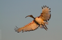 L' ibis sacro al tramonto...
