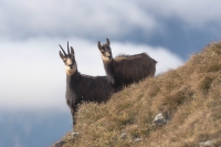 Coppia madre e cucciolo