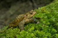 Bufo-Bufo ( Rospo comune)