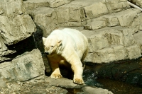orso polare msc