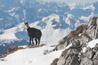 Camoscio alle prime nevi ridotto