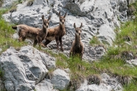 Tris di giovani camosci ridotto