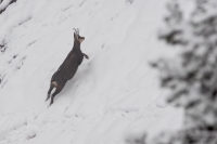 Femmina di camoscio in salita ridotta