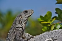 Iguana