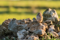 Athene noctua alias Civetta comune