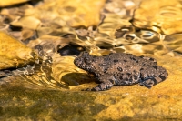 Ululone-dal-ventre-giallo