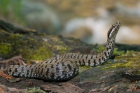 Vipera-aspis-