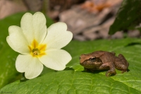 Rana Appenninica sulla Primula