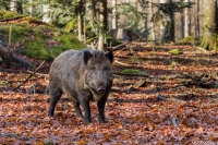 Il-bestione a pochi mt.