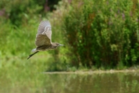 Giovane nitticora@Racconigi