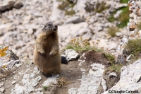 Marmotta