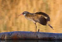 Stretching del Porciglione