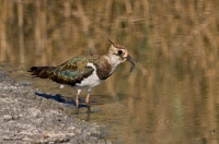 Vanellus Vanellus(pavoncella)