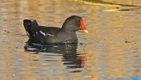 Gallinella-con-filo-d'erba