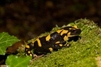 Salamandra comune o pezzata