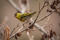 Carduelis Spinus