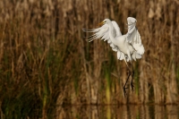 Airone bianco maggiore@Racconigi