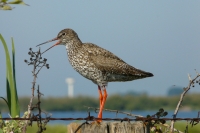 Pettegola (Tringa totanus)